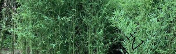 美国为什么禁止种植竹子？看后才知道，原来竹子比我们想象的可怕
